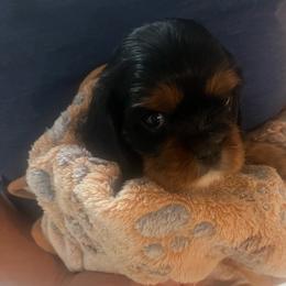 Boy4 - Black and tan male Cavalier King Charles Spaniel puppy in Woodruff, Wisconsin from Cutesy Cavaliers