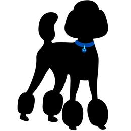 Blue collar boy - Black male Poodle puppy in Forest City, Florida from Forest City Standard Poodles