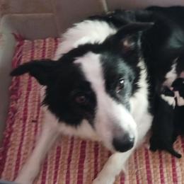 Border Collie All Grown Up from Wall's Border Collies
