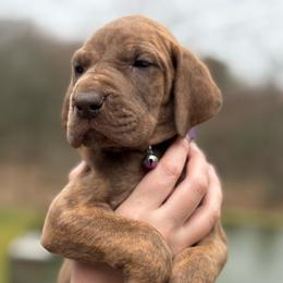 Hershey - Chocolate brindle female Great Dane puppy in Wellsville, New York from Prophecy Danes