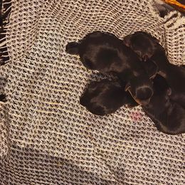 Yorkshire Terrier puppies from York Terrier Treasures