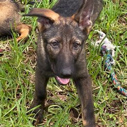 Green collar - Sable German Shepherd puppy in Punta Gorda, Florida from Blitzenhaus Working Dogs
