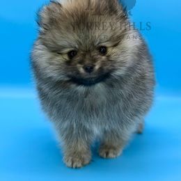 Wolfie - Cream sable Pomeranian puppy in Redlands, California from Torrey Hills Poms