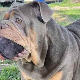 Bulldogs from Pikabullz