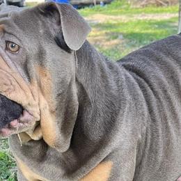 Bulldogs from Pikabullz