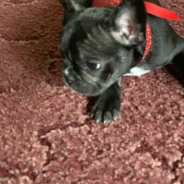 Boston Terrier, Companion Cross, and French Bulldog Puppies from High Plains French Bulldogs,Boston Terriers and Frenchtons.