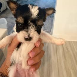 Glinda - Black tan and white female Biewer Terrier puppy in Cartersville, Georgia from Alpha Tiny Paws