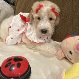 Daisy - Parti female Poodle puppy in Mobile, Alabama from Semmy’s Standard Poodle LLC