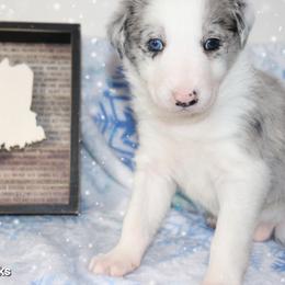 Border Collie Puppies from Lil Maine Border Collies