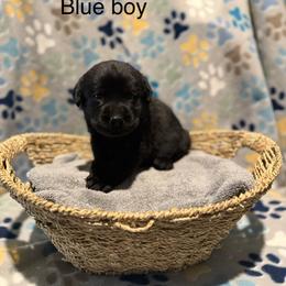 Blue Collar - Black male Labrador Retriever puppy in Corning, California from Raven's Labradors