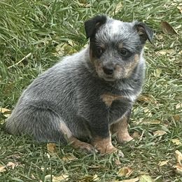 Millie - Blue female Australian Cattle Dog puppy in Billings, Montana from Sugarloaf French bulldogs and Australian cattle dogs