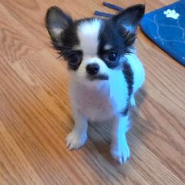 Smudge - Black and white male Chihuahua puppy in Cape Coral, Florida from Inspired Chihuahuas