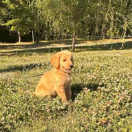 Beoncca - Apricot female Goldendoodle puppy in Graham, North Carolina from Geise Meadow Doodles