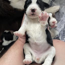 English Springer Spaniel Puppies from Divine Springers