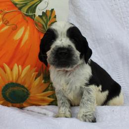 Hickory - Black and white male English Springer Spaniel puppy in Lexington, South Carolina from House Tiner Springers