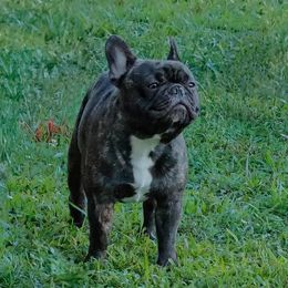 Odie - French Bulldog