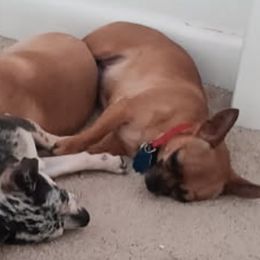 Chihuahuas from Anita's Chihuahuas