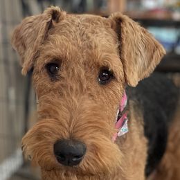 Terra - Airedale Terrier