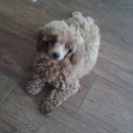 Goldendoodle and Poodle Puppies from Golden B Acres