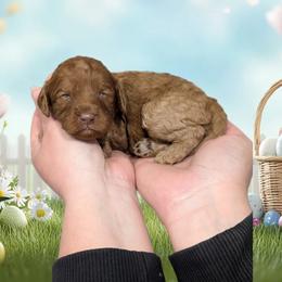 Girl 1 - Red female Cavapoo puppy in Coshocton, Ohio from Forever Family Puppies
