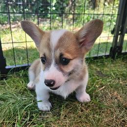 Rocco (green boy) - Red male Pembroke Welsh Corgi puppy in Corvallis, Montana from Montana Corgi Corral