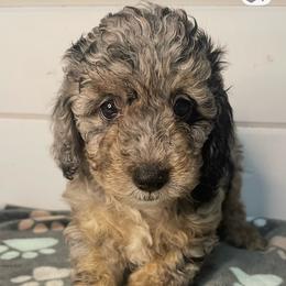 Willow - Blue roan female Cockapoo puppy in Anniston, Alabama from Mason Farmhouse Poodles, Doodles & Poos (Breeding & Stud Services)