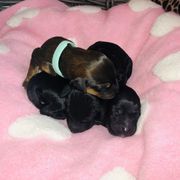 Whoodle Puppies from Whoodles of Love