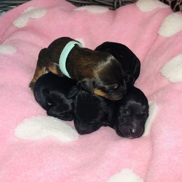Whoodle Puppies from Whoodles of Love