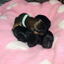 Whoodle Puppies from Whoodles of Love