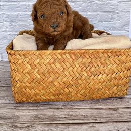 Truffle (AKC) - Red  male Poodle puppy in Riverside, California from Red Toy Poodle World