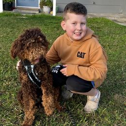 Aussiedoodles, Bernedoodles, and Golden Aussiedoodles from Shockley’s Elite Doodles