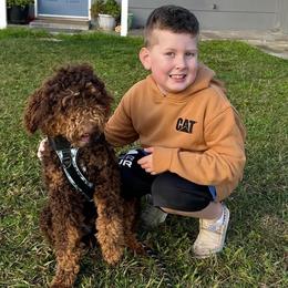 Aussiedoodles, Bernedoodles, and Golden Aussiedoodles from Shockley’s Elite Doodles