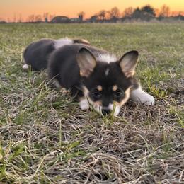Girl 2 - Black and white female American Corgi puppy in Payson, Illinois from Creek Farm Corgis