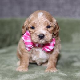 Madeline - Apricot female Australian Labradoodle puppy in Calhoun, Louisiana from Arrowhead Australian Labradoodles