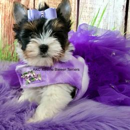 Girl 4 - Black tan and white female Biewer Terrier puppy in Jonestown, Pennsylvania from AKC Xtreme Biewer Terriers...