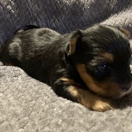 Assorted Doodle Crosses, Double Doodle, Maltipoo, Morkie, and Yorkipoo Puppies from Danza Bolo
