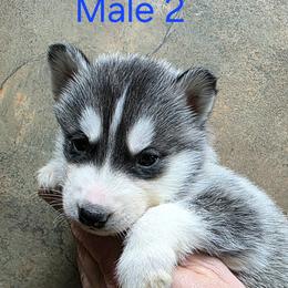 Male 2 - Black and white male Siberian Husky puppy in Carnesville, Georgia from Southern Magnolia Siberians