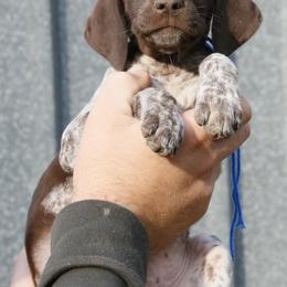 German Shorthaired Pointer and Labrador Retriever Puppies from LL Gun Dogs, LLC