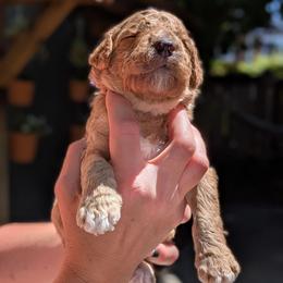 Blue Collar - Apricot male Goldendoodle puppy in Olympia, Washington from Sinclairdoodles