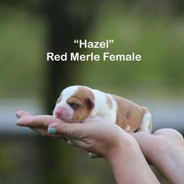 Hazel - Sable merle and white female American Corgi puppy in Scio, Oregon from Abundant Joy Corgis