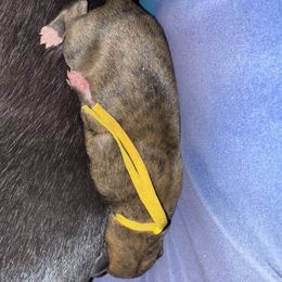 Tornado (Yellow Collar) - Red brindle and white male Greyhound puppy in Mesa, Arizona from ARK Kennels