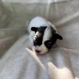 Girl 1 - White and sable female Papillon puppy in Shirley, Arkansas from Lucky Pups