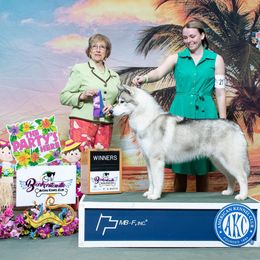 Siberian Husky All Grown Up from Howling Winds Siberians