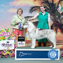 Siberian Husky All Grown Up from Howling Winds Siberians