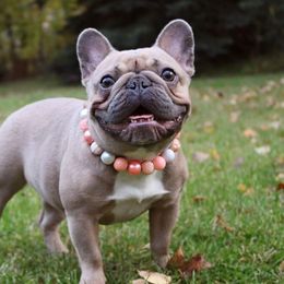 French Bulldogs and Labrador Retrievers from Northern Ridge Retrievers & The Frenchie Babes