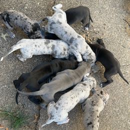 Great Dane Puppies from Daniels Danes
