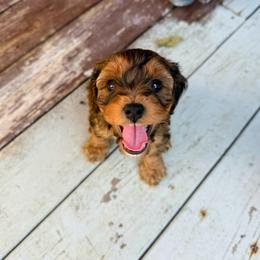 Sally - Sable female Cavapoo puppy in Wamego, Kansas from Doodles of Oz