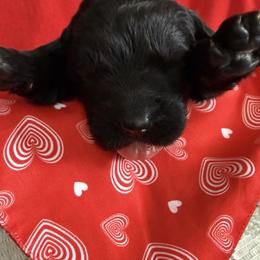 Cora - Black female Newfoundland puppy in Goodhue, Minnesota from Claypits Newfoundlands