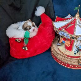 Lhasa Apso Puppies from Robin's Lhasa Apsos