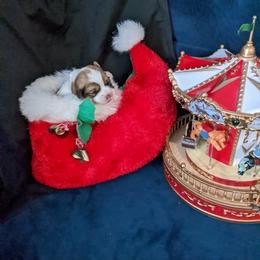 Lhasa Apso Puppies from Robin's Lhasa Apsos